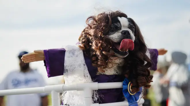 It's thought that blocking the dog's ears could impact its ability to communicate