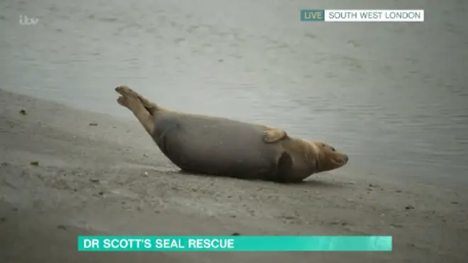 The urinating seal has become a local celebrity after she started appearing at the same area of the Thames in South West London
