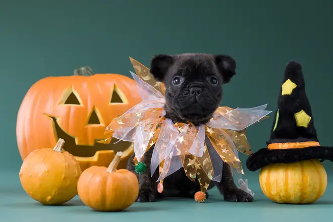 fancy dress dog costume