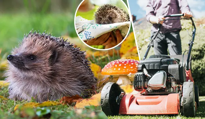 Hedgehogs are at risk more than ever as Brits return to tidying up their gardens