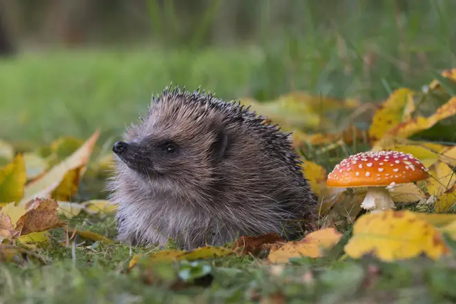 Hedgehogs often create nests in areas of dense undergrowth