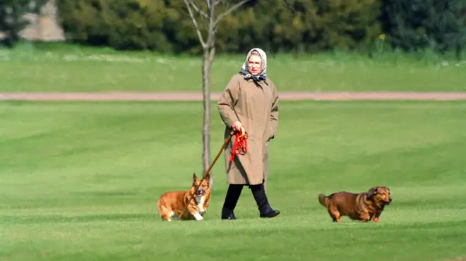The Queen will reportedly be taking time to walk her new puppies today