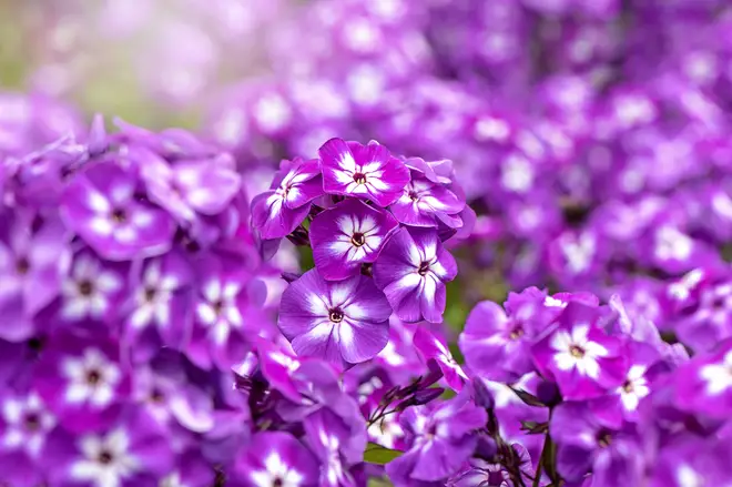 The phlox flower, which is a bright pink colour, blooms at this time of year and represents harmony and fertilityThe phlox flower, which is a bright pink colour, blooms at this time of year and represents harmony and fertility