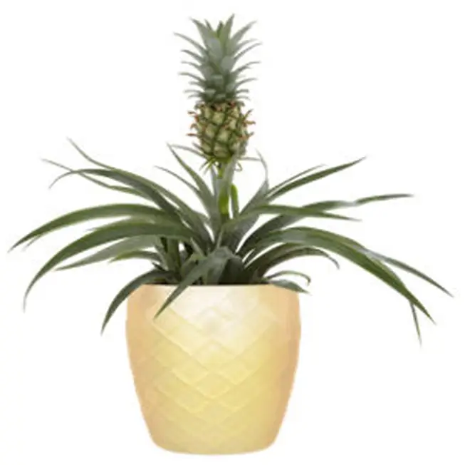 The plant is an absolute bargain... and it looks adorable too