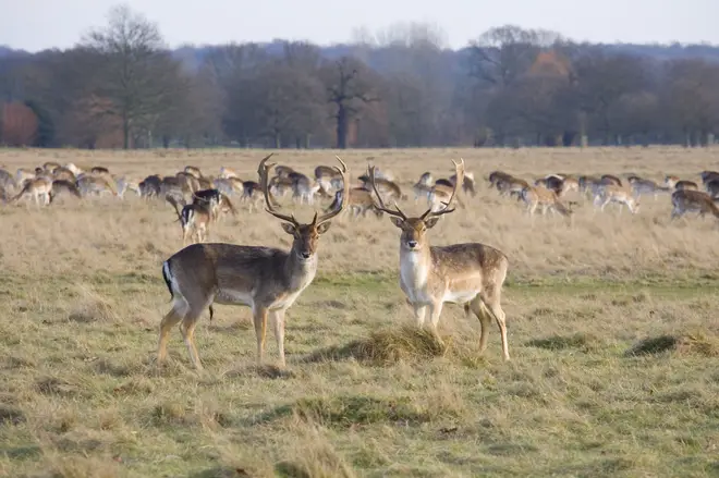 Richmond Park is in eighth place