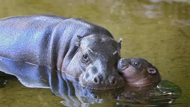Pygmy hippos are native to West Africa and have been declining numbers