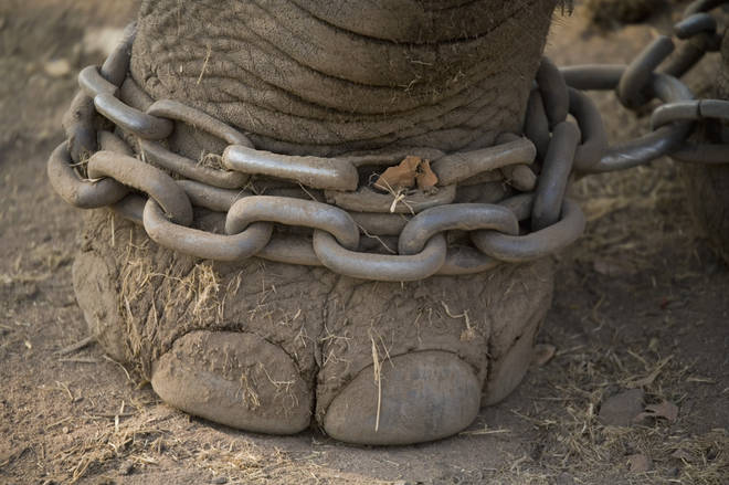 Baby elephants are kept in chains away from their mothers