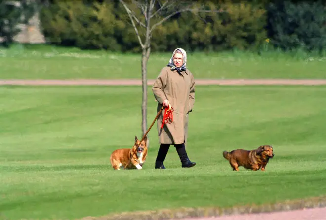 The Queen is believed to have been walking the puppies a lot following the death of her beloved husband, Prince Philip
