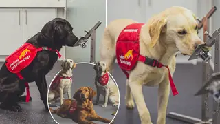 The Medical Detection Dogs are 94 per cent accurate, the study found