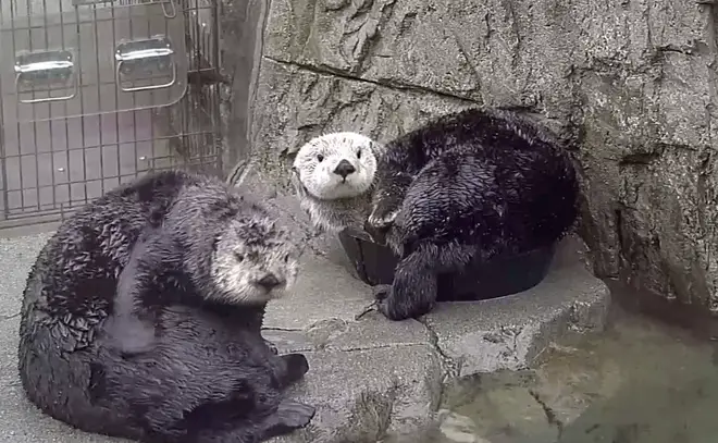 The stream allows you to watch the otters as they go about their daily lives