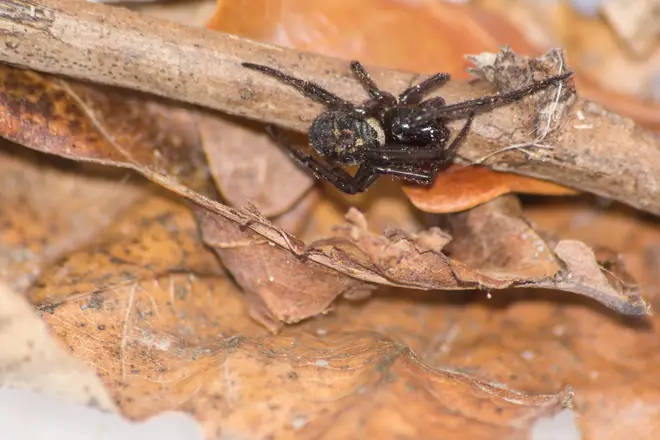 False Widow spiders are increasing in the UK