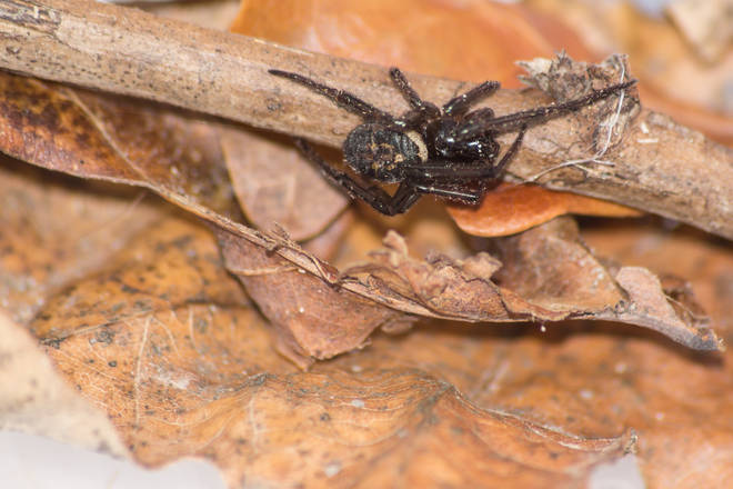 False Widow spiders are increasing in the UK