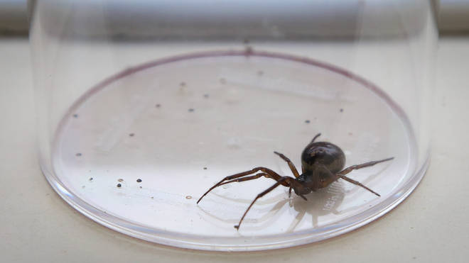 False widow spiders are often mistaken for widows