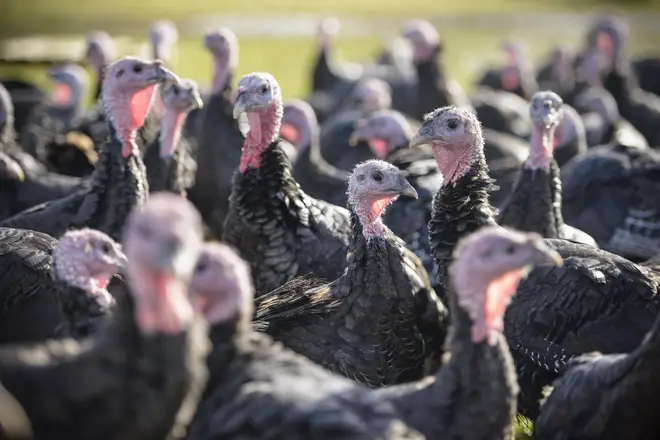 A farm shop is offering a 'pick your own turkey' service
