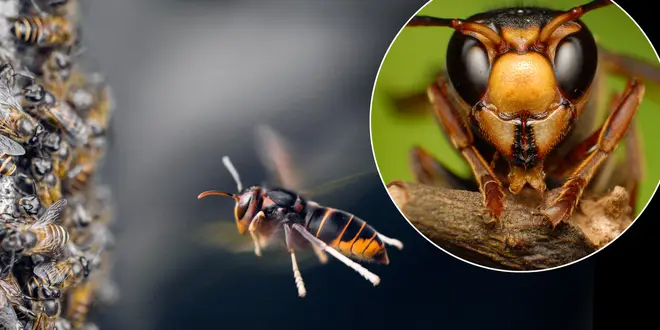 The hornets have been spotted in Jersey (stock images)
