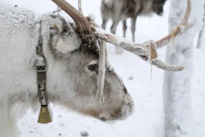 Activists have called for a ban on reindeers being used at Christmas events