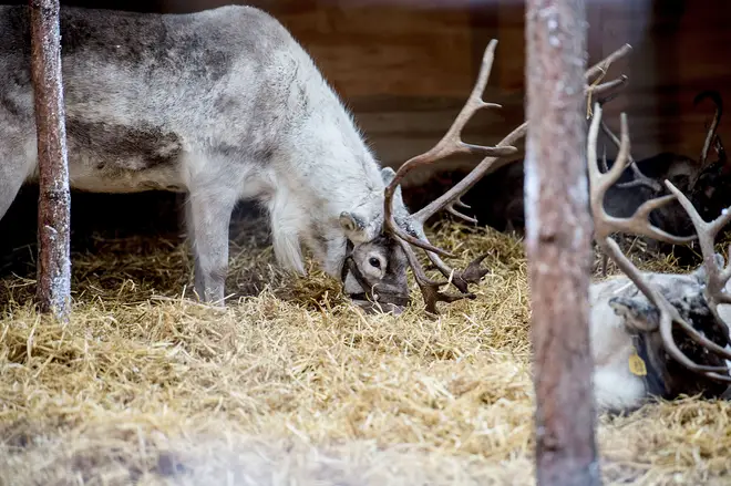 8 events have cancelled plans for live reindeer entertainment