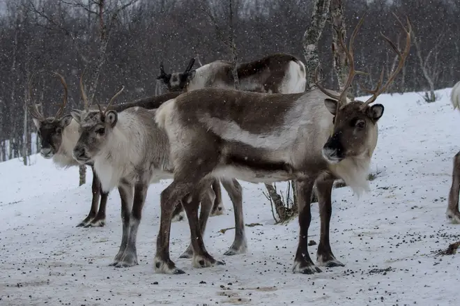 Reindeers pictured in their native Norway