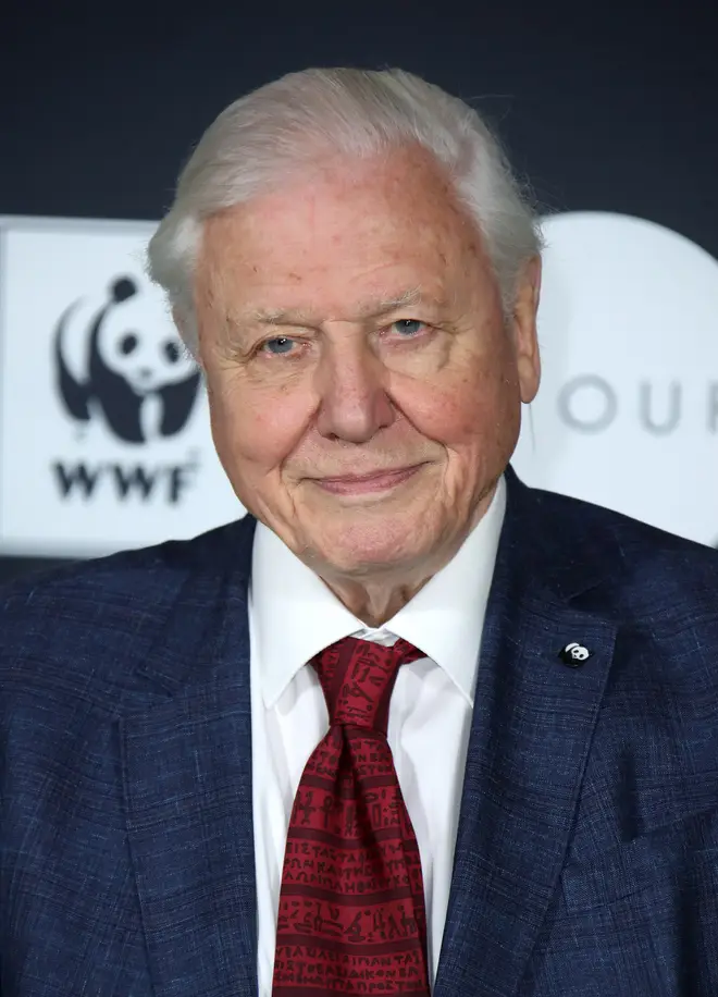 David Attenborough has spoken on the necessity of reflecting 'tragedy'