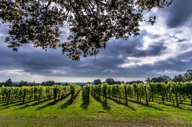 This wonderful English vineyard has been producing wine for over 30 years