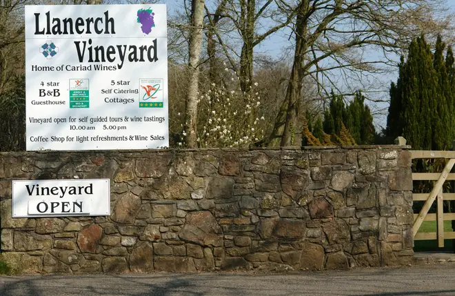 Have you tried Welsh wine?