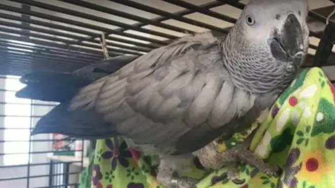 Chanel the African Grey went viral last year after she flew away from her home