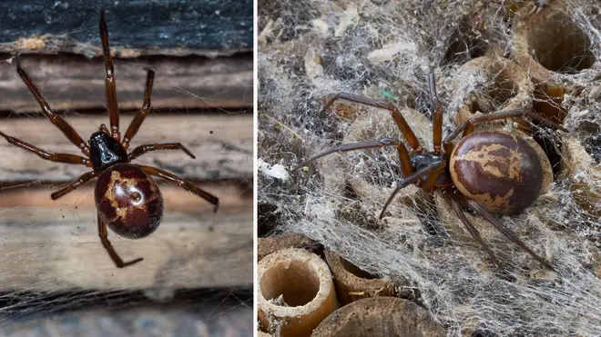 False widow spiders are set to see a spike in sightings as the weather heats up