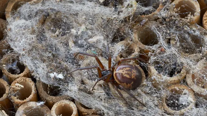 The noble false widow spider reaches a body length of 8.5 - 11 millimetres