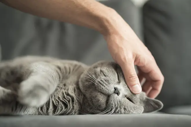 The expert claims that you should wait for the cat to give you 'the nod' before you touch them