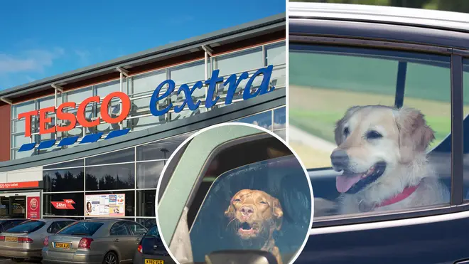 Tesco are doing their bit to help keep dogs safe in the hot weather