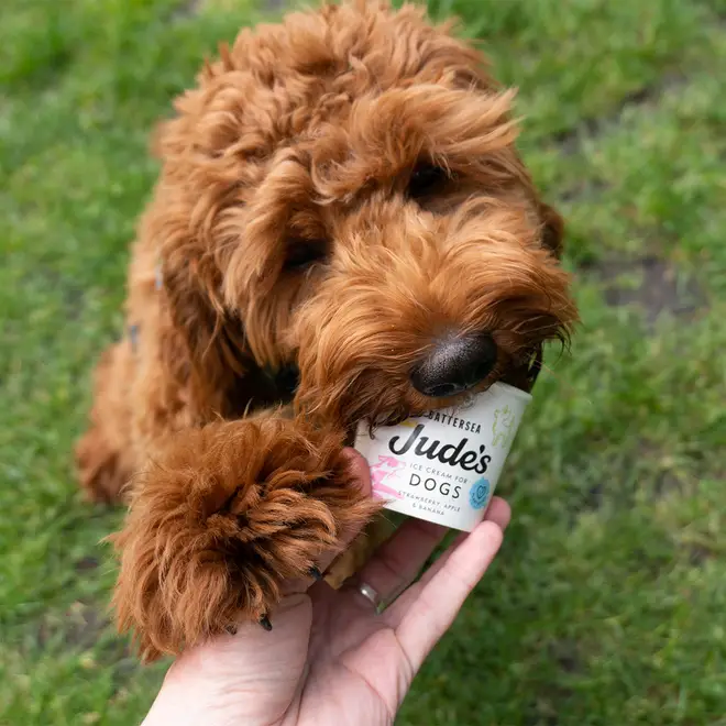 Let your dog cool down with his own little tub of ice cream
