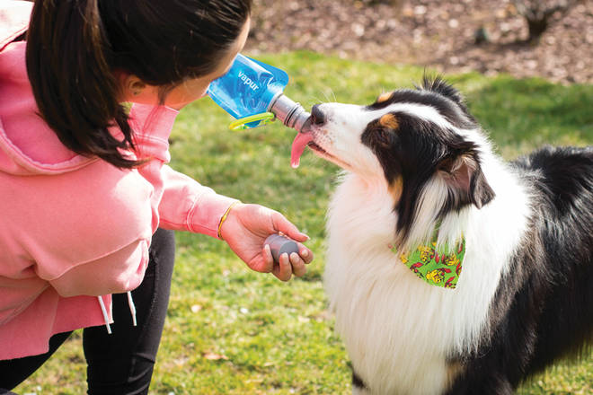 Keep your dog hydrated on the go