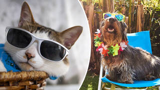 Make sure your furry friends stay cool as the weather hots up