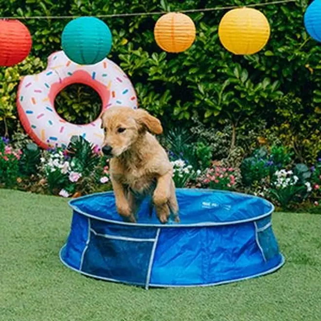 Dogs will love splashing around in their own paddling pool