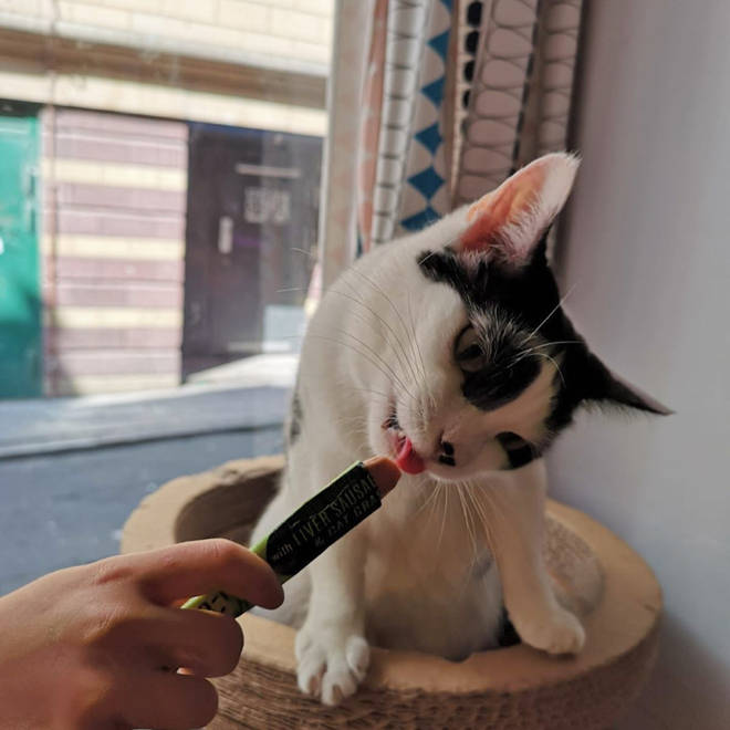 Freeze a Lick-e-Lix to make a meaty popsicle for your cat
