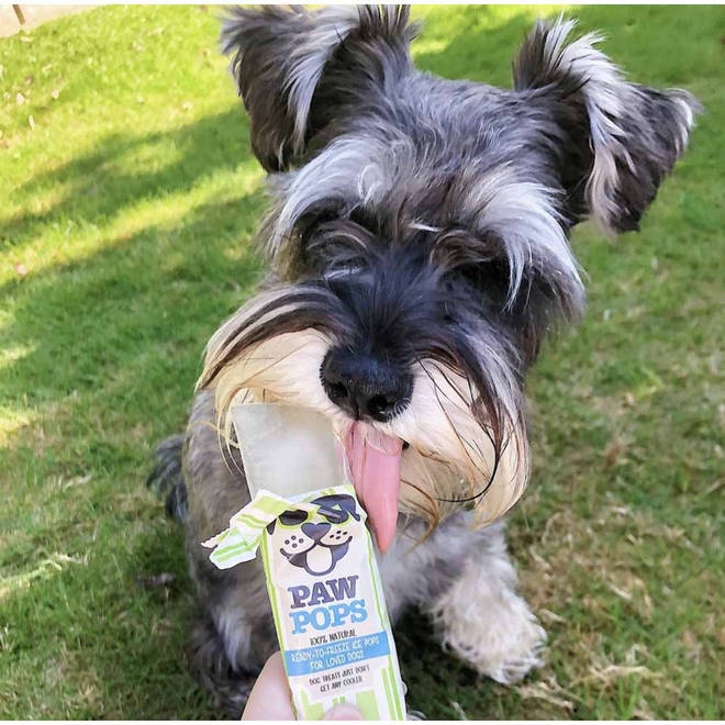 Dogs love a refreshing cold treat, too!