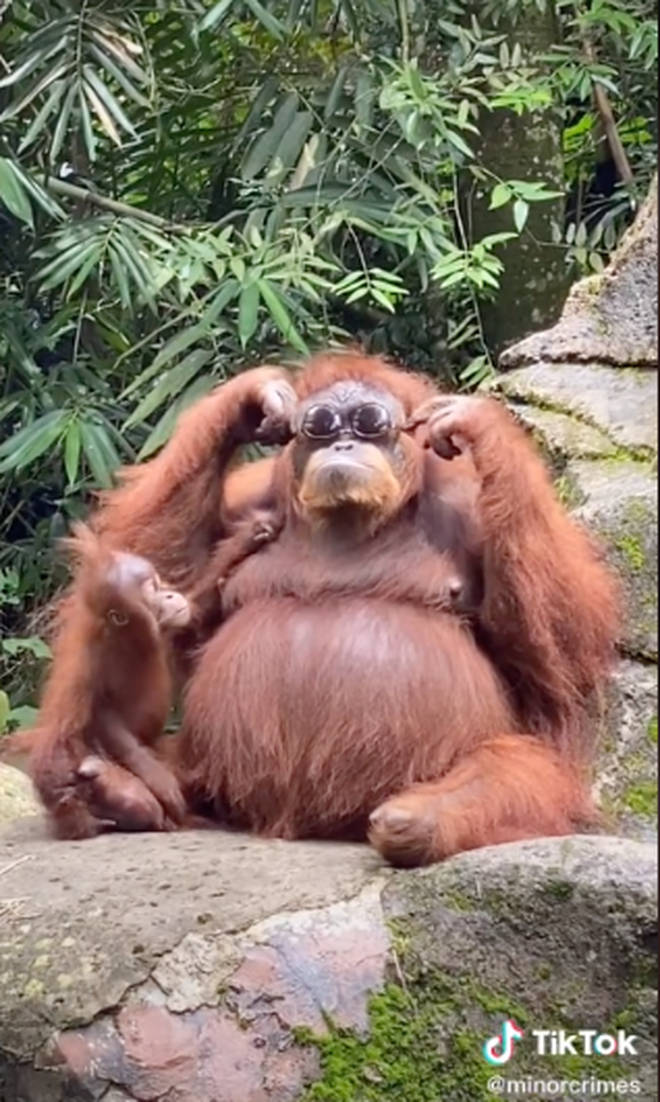 The orangutan's baby looked confused as they watched from the side