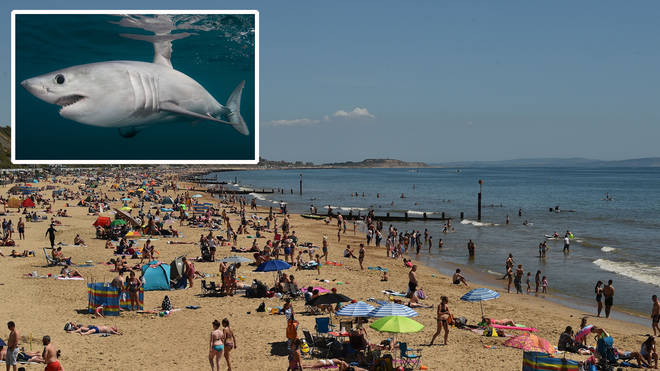 Boscombe Beach was evacuated yesterday after multiple reports of 'large marine life' in the water