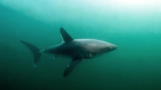 Porbeagle sharks are one of the species of shark previously spotted off the Devon coast