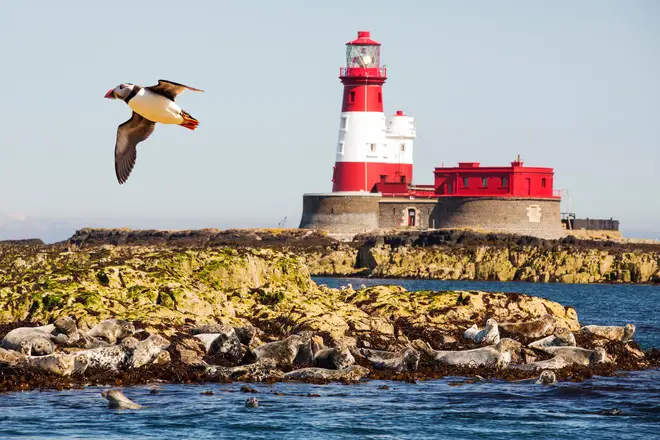 The Farne Islands in Northumberland are home to seals and a huge puffin colony