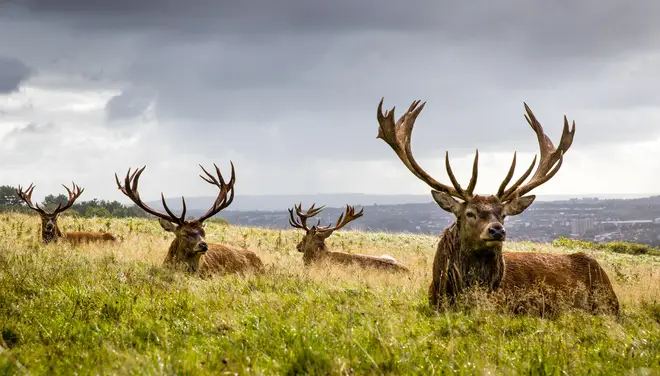 Scotland is famous for its magnificent stags, but there's more to see