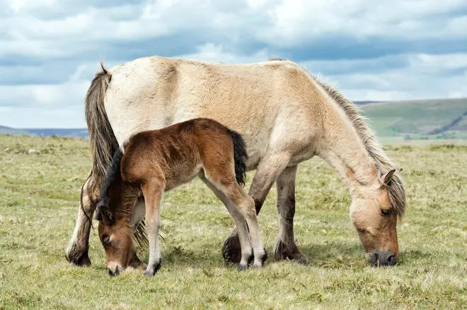 There are wild ponies on Dartmoor - and more wild animals live off the coast