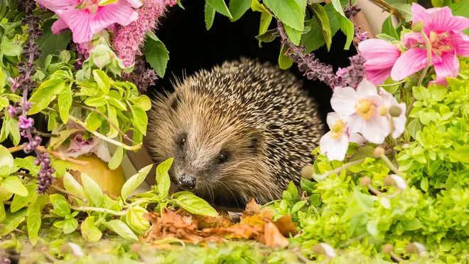 Hedgehogs are native to Britain but under threat of extinction