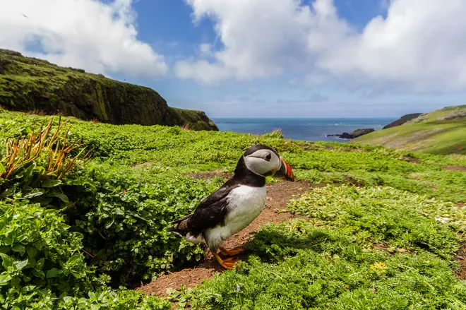 Puffins live on Skomer Island, which is off of the coast of Wales