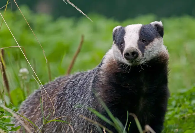 Badgers are found across the UK but their habitat is under threat from humans