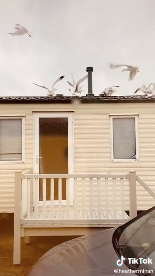 The seagulls flocked to the group's caravan after Heather threw bread on top of it