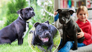 Staffordshire Bull Terriers has taken the top spot on the list of the UK's favourite dog breeds
