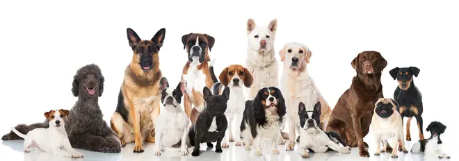 TeamDogs has teamed up with Pooch and Mutt to give us the ultimate ranking of the UK's favourite dog breeds