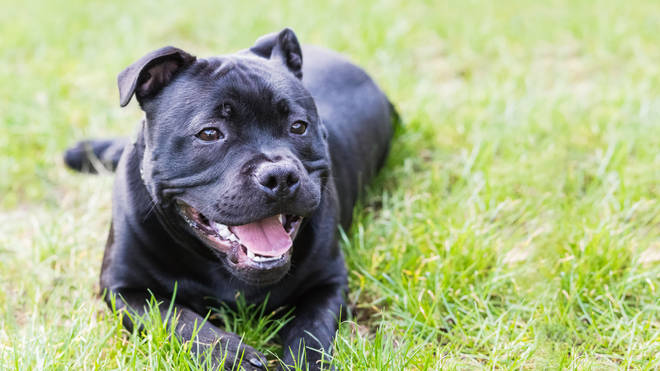 In at number one is the Staffordshire Bull Terriers, also known as a Staffy