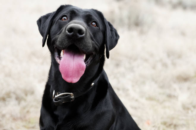 The Labrador is a beloved family dog â€‹â€‹for millions of families